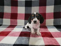 Steve, a male Miniature Dachshund for sale in Deltona, FL – Photo 6 of 6