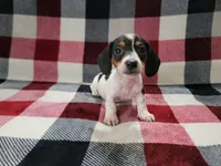 Steve, a male Miniature Dachshund for sale in Deltona, FL – Photo 4 of 6