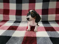 Steve, a male Miniature Dachshund for sale in Deltona, FL – Photo 3 of 6