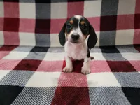 Steve, a male Miniature Dachshund for sale in Deltona, FL – Photo 2 of 6