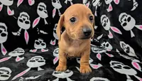 Eddie, a male Miniature Dachshund for sale in Deltona, FL – 2 of 6