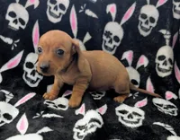Maya, a female Miniature Dachshund for sale in Deltona, FL – 3 of 6