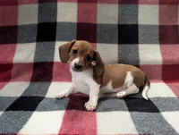 Cinnabun , a female Miniature Dachshund for sale in Deltona, FL – 6 of 6