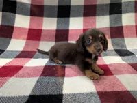 Zoey, a female Miniature Dachshund for sale in Deltona, FL – 5 of 7