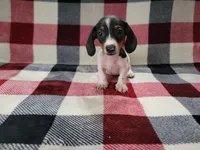 Adam, a male Miniature Dachshund for sale in Deltona, FL – Photo 2 of 4