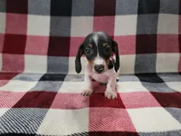 Adam, a male Miniature Dachshund for sale in Deltona, FL – Photo 4 of 4