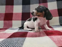 Adam, a male Miniature Dachshund for sale in Deltona, FL – Photo 3 of 4