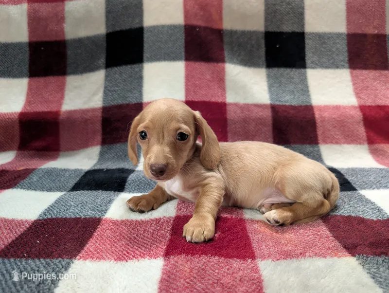 Stuart  – Miniature Dachshund puppy for sale in Deltona, FL