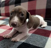 Muffin, a female Miniature Dachshund for sale in Deltona, FL – 2 of 6