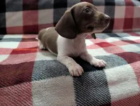 Muffin, a female Miniature Dachshund for sale in Deltona, FL – 5 of 6