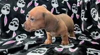 Grizzly , a male Miniature Dachshund for sale in Deltona, FL – 3 of 7