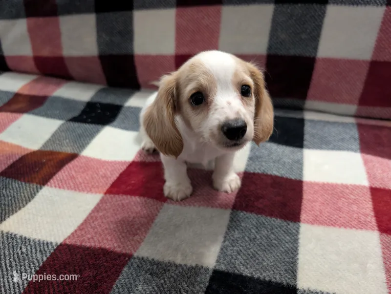 Luna – Miniature Dachshund puppy for sale in Deltona, FL