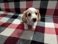 Luna, a female Miniature Dachshund for sale in Deltona, FL – 1 of 9