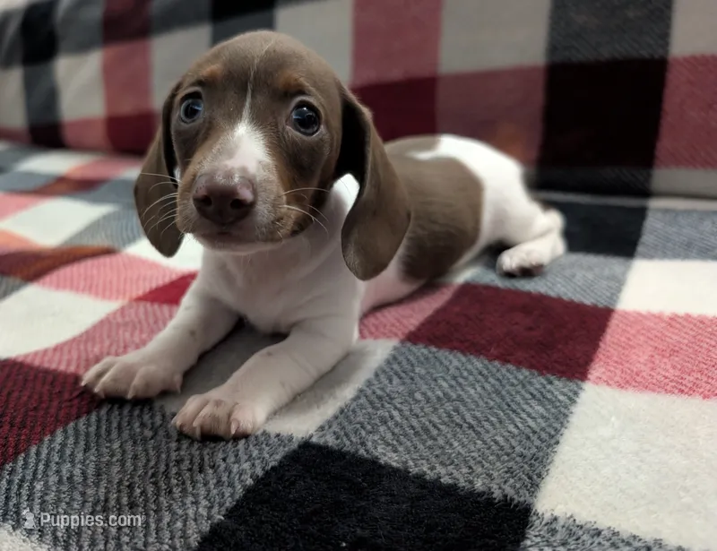 Muffin – Miniature Dachshund puppy for sale in Deltona, FL