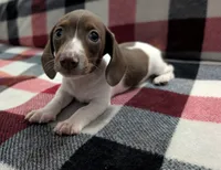 Muffin, a female Miniature Dachshund for sale in Deltona, FL – 1 of 6