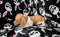 Keke, a female Miniature Dachshund for sale in Deltona, FL – 5 of 9