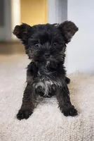 Rayray, a male Yorkshire Terrier for sale in Deltona, FL – 4 of 4