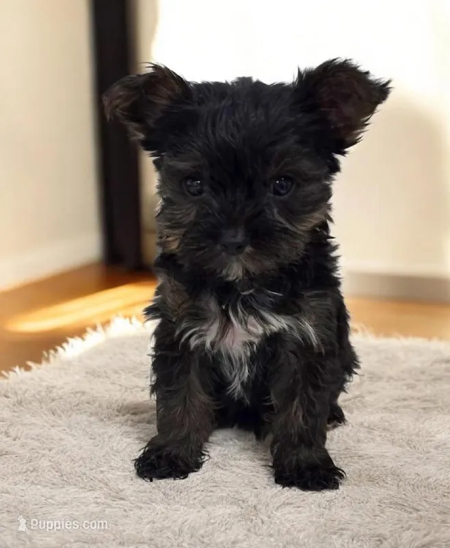 Rayray – Yorkshire Terrier puppy for sale in Deltona, FL