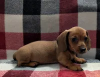Grizzly, a male Miniature Dachshund for sale in Deltona, FL – 4 of 7
