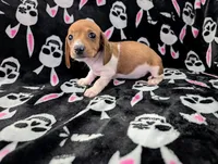 Keke, a female Miniature Dachshund for sale in Deltona, FL – 9 of 9