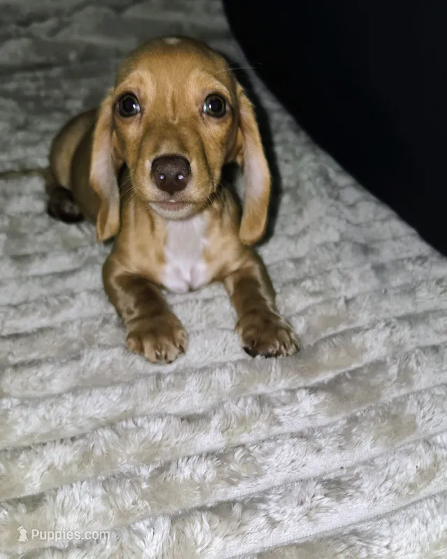 Stuart  – Miniature Dachshund puppy for sale in Deltona, FL