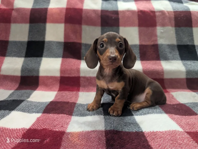 Brownie  – Miniature Dachshund puppy for sale in Deltona, FL