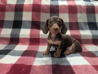 Brownie , a male Miniature Dachshund for sale in Deltona, FL – 1 of 5