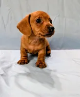 Big Red, a male Miniature Dachshund for sale in Deltona, FL – Photo 6 of 10