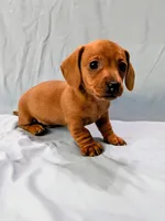Big Red, a male Miniature Dachshund for sale in Deltona, FL – Photo 7 of 10