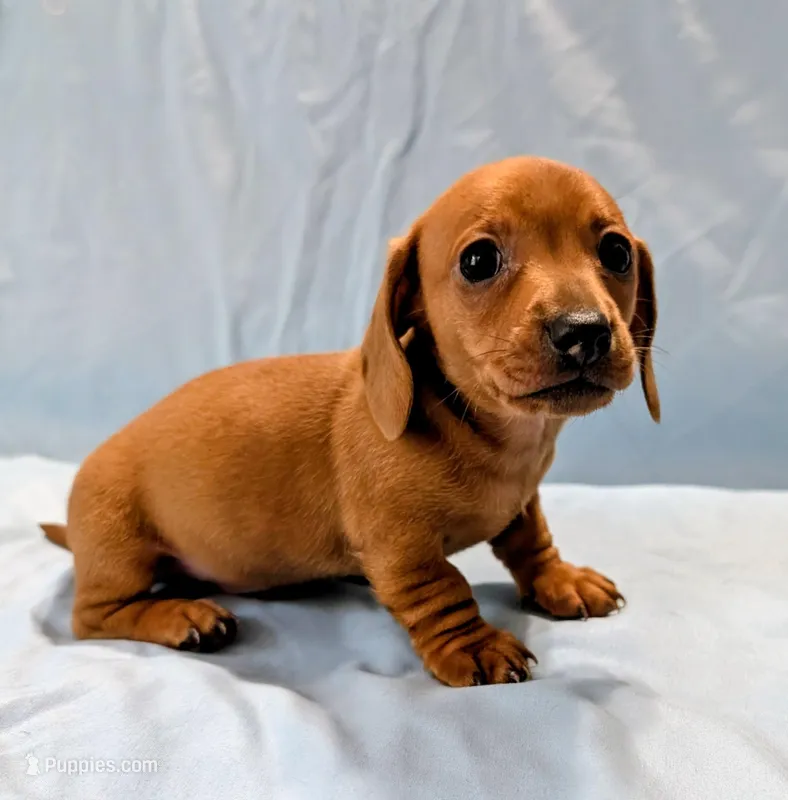 Big Red – Miniature Dachshund puppy for sale in Deltona, FL