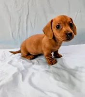 Big Red, a male Miniature Dachshund for sale in Deltona, FL – Photo 10 of 10