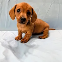 Big Red, a male Miniature Dachshund for sale in Deltona, FL – Photo 5 of 10
