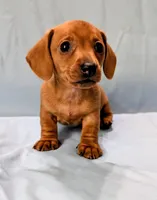 Big Red, a male Miniature Dachshund for sale in Deltona, FL – Photo 4 of 10