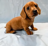 Big Red, a male Miniature Dachshund for sale in Deltona, FL – Photo 9 of 10