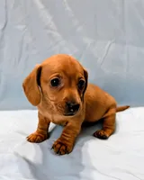 Big Red, a male Miniature Dachshund for sale in Deltona, FL – Photo 3 of 10