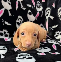 Jimmy, a male Miniature Dachshund for sale in Deltona, FL – 1 of 6