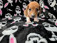 Keke, a female Miniature Dachshund for sale in Deltona, FL – 8 of 9