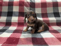 Brownie , a male Miniature Dachshund for sale in Deltona, FL – 5 of 5