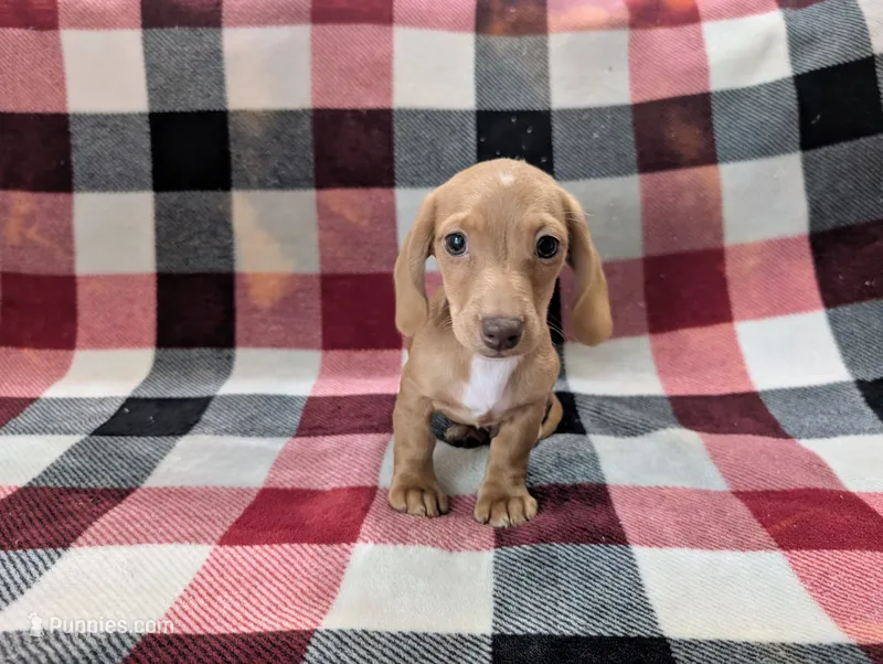 Stuart  – Miniature Dachshund puppy for sale in Deltona, FL