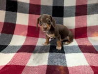 Mittens, a female Miniature Dachshund for sale in Deltona, FL – 4 of 7