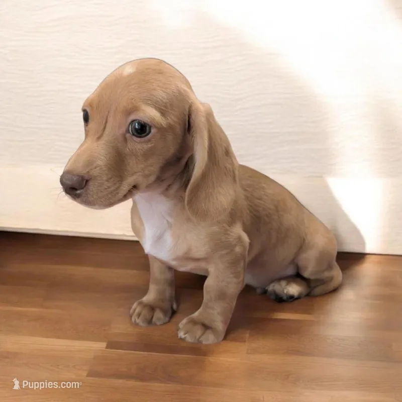 Stuart – Miniature Dachshund puppy for sale in Deltona, FL