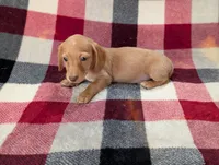 Bob, a female Miniature Dachshund for sale in Deltona, FL – 6 of 6