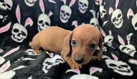 Maya, a female Miniature Dachshund for sale in Deltona, FL – 6 of 6