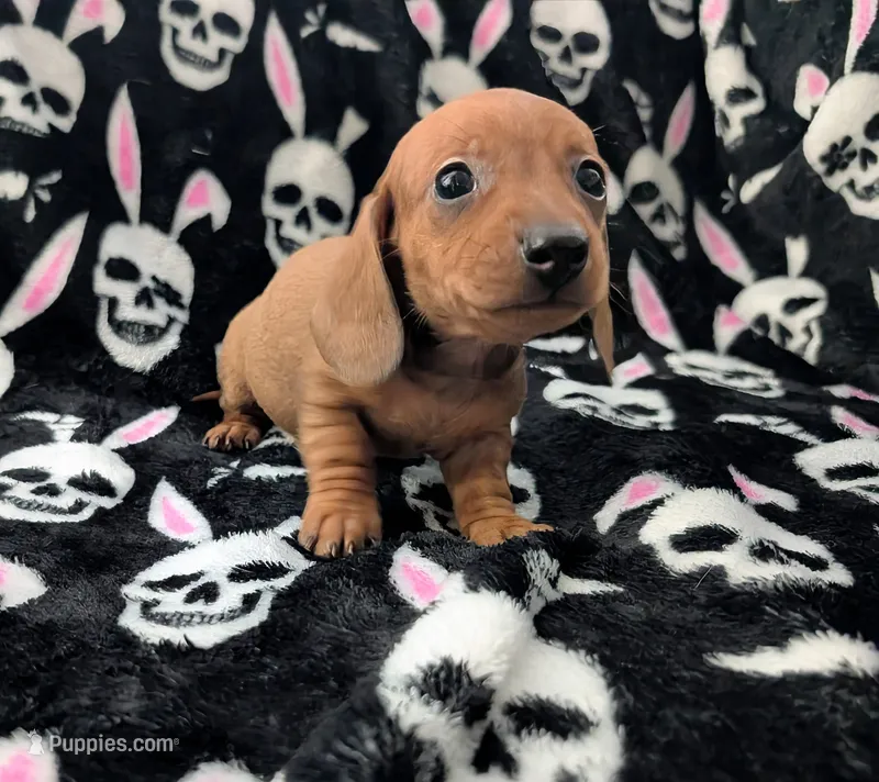 Maya – Miniature Dachshund puppy for sale in Deltona, FL