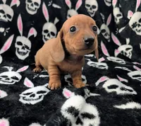 Maya, a female Miniature Dachshund for sale in Deltona, FL – 1 of 4
