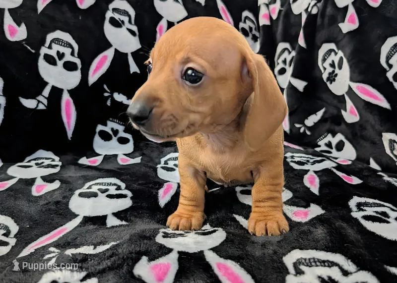 Eddie – Miniature Dachshund puppy for sale in Deltona, FL