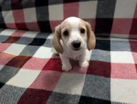 Luna, a female Miniature Dachshund for sale in Deltona, FL – 4 of 9