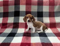 Cinnabun , a female Miniature Dachshund for sale in Deltona, FL – 5 of 6
