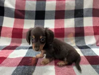 Zoey, a female Miniature Dachshund for sale in Deltona, FL – 2 of 7