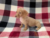 Bob, a female Miniature Dachshund for sale in Deltona, FL – 3 of 6